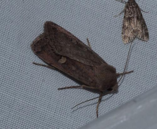 Xestia xanthographa